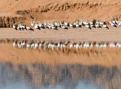 BB 10 0234 / Ciconia ciconia / Stork